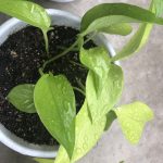 やりたいこといっぱい