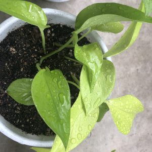 やりたいこといっぱい