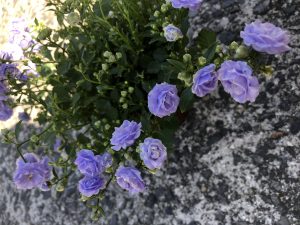 ｢母の日｣じゃなくて「母の月」っていいですね