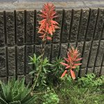 アロエの花ってなかなか咲かないみたいですね