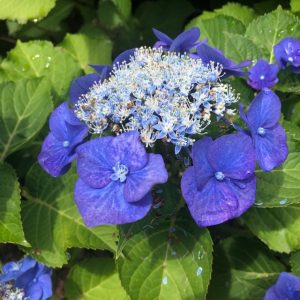 お題は「袋帯の二重太鼓」（前結び編）