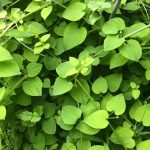 きっかけは茜だった、私と父と畑のストーリー