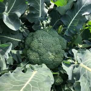 ブロッコリーって・・・