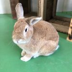 新年のご挨拶