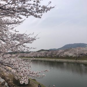 お花見♡山口旅