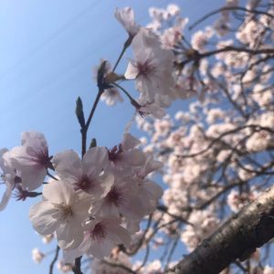 今日は近所でお花見