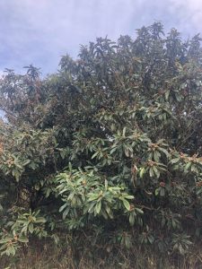 春が来るね☆冬に溜まったものを、整えてゆく