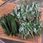 よもぎ初採り