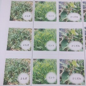 お茶のパッケージ作り