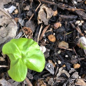 綿花の芽が出たよ