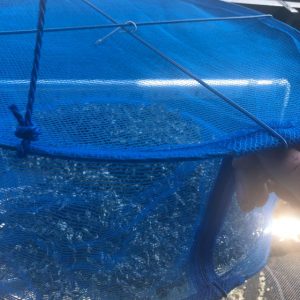 雨降って地固まる