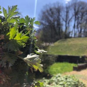 雨を貰った植物たちは