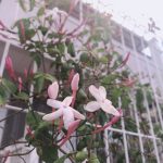 はごろもジャスミン