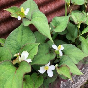 昨日のどくだみの続き