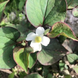 今日はどくだみを