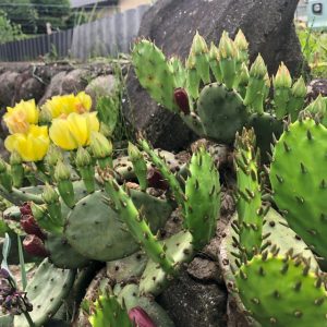 【言葉を紡ぐ】伝え方をボールに例えたら