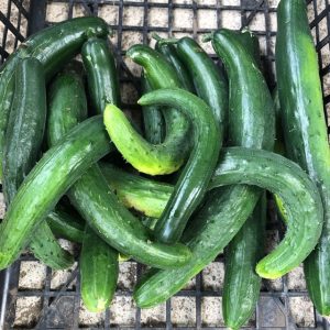 畑や植物が教えてくれる、種取りからの考察