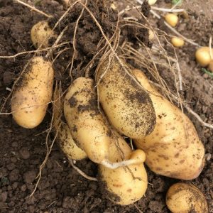 じゃがいも収穫祭