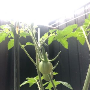 もうひとつ満月の日にしたこと☆備忘録☆ドロップボックス