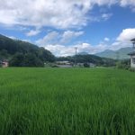 海の日ですね。植物が急成長中