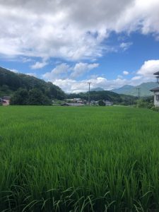 海の日ですね。植物が急成長中