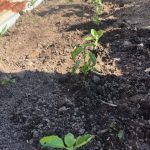 植物も、暑そうだから