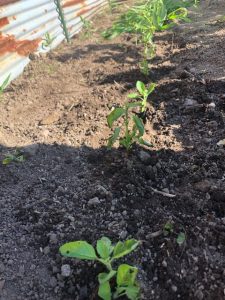 植物も、暑そうだから