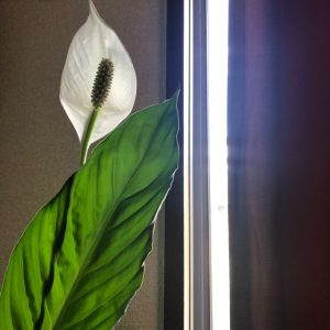 知らなかったお盆のこと