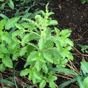 カミメボウキの花がつきました