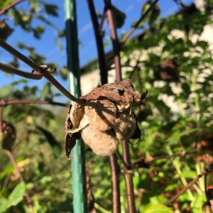 畑の様子（綿花、ホーリーバジル、小豆）