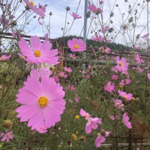 みんなが集う行事のありがたさ