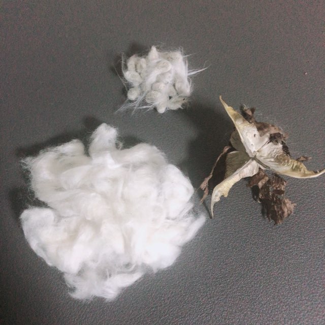 棉と綿。