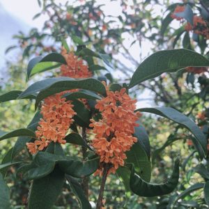 良い香りの金木犀をもっと楽しむ