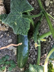 勇気を出してやり始めて良かった畑